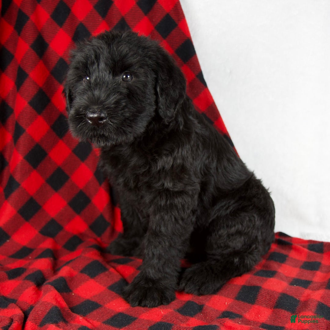 Giant Schnauzer dogs for sale: Austin - Ad 3