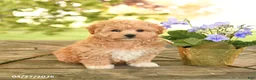 Maltipoo dogs for sale: Rusty - Ad 4
