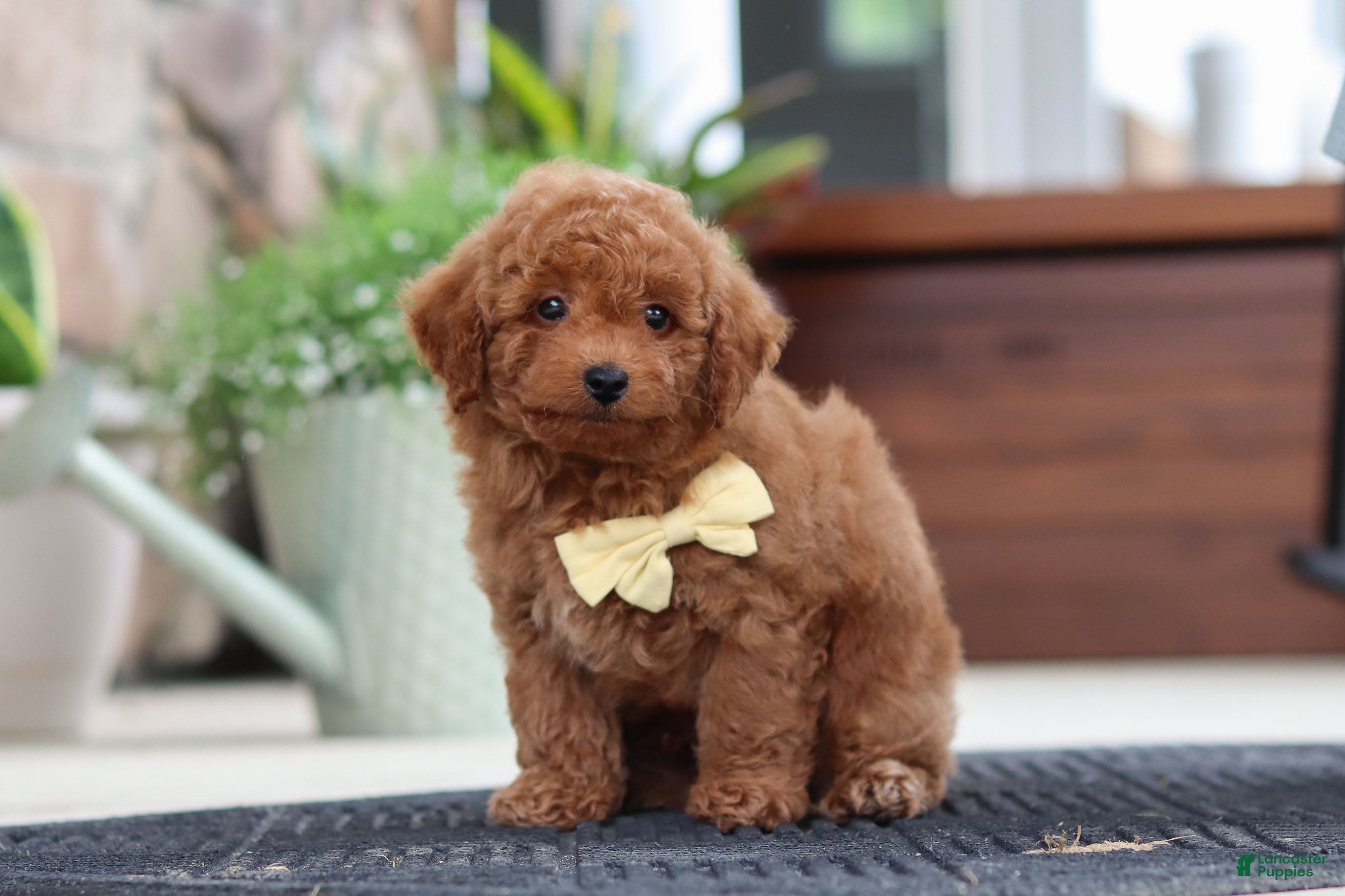 Maltipoo dogs Keith - Ad 2