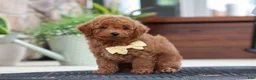 Maltipoo dogs for sale: Keith - Ad 2