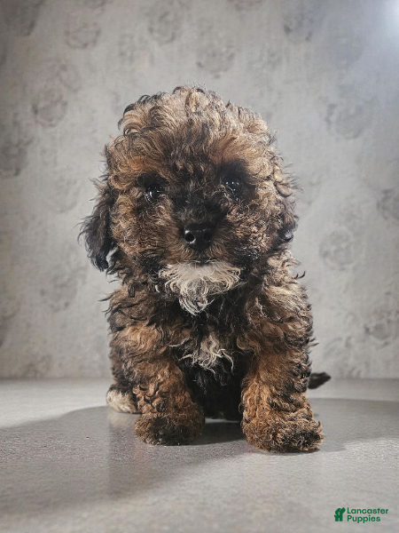 Cavapoo dogs Cavapoo Puppy 1 - Ad 34