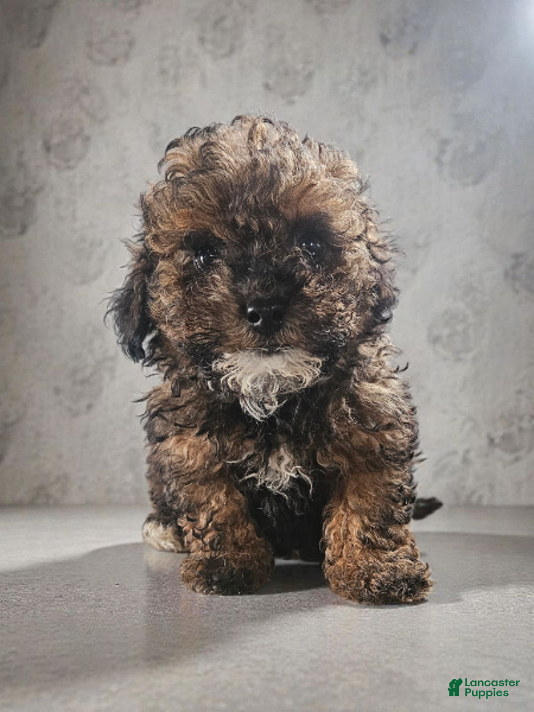 Cavapoo dogs for sale: Cavapoo Puppy 1 - Ad 1