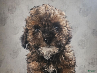 Cavapoo dogs Cavapoo Puppy 1 - Ad 16
