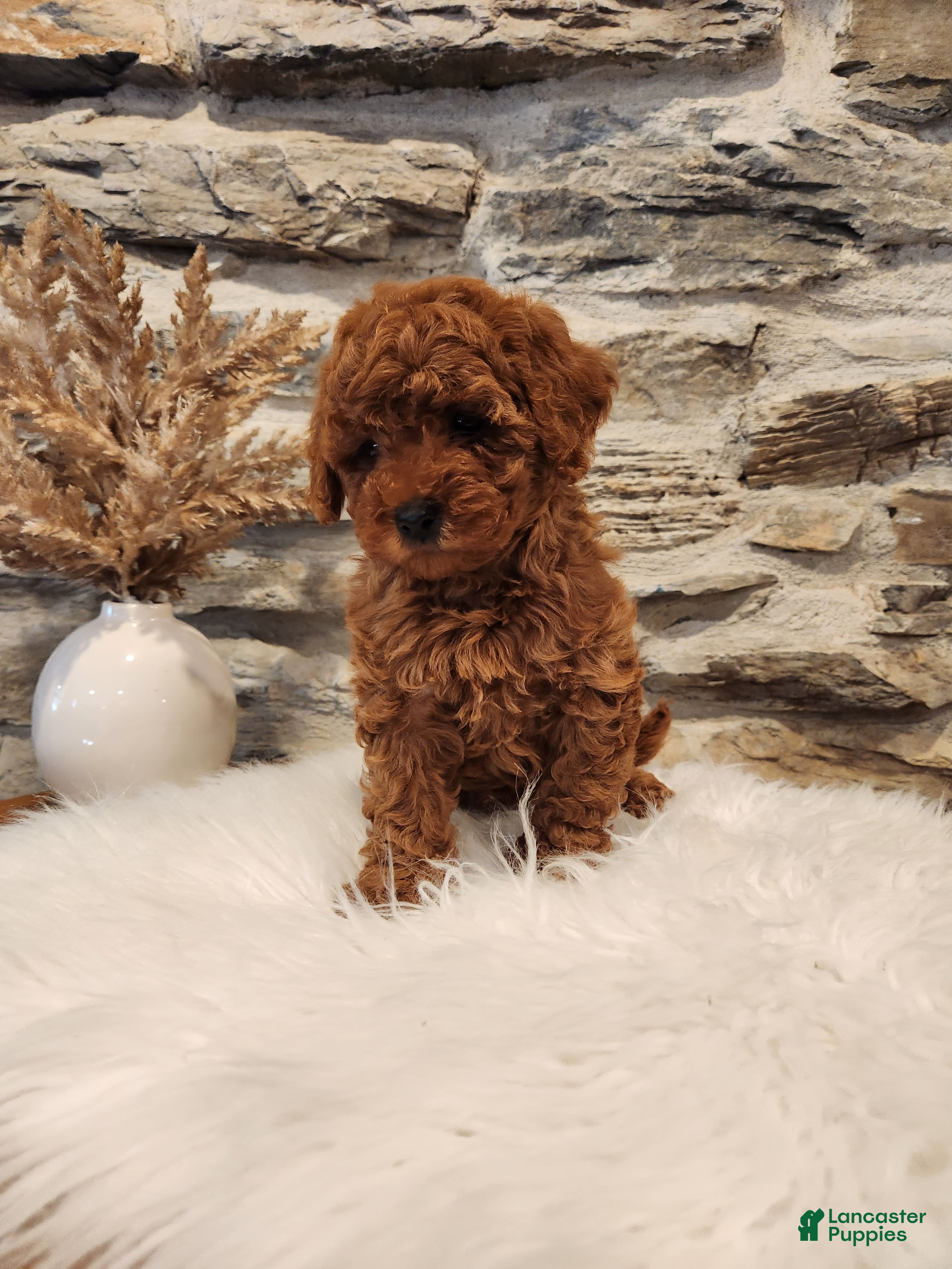 Mini Goldendoodle dogs BAILEY - Mini Goldendoodle Puppy 8 - Ad 2