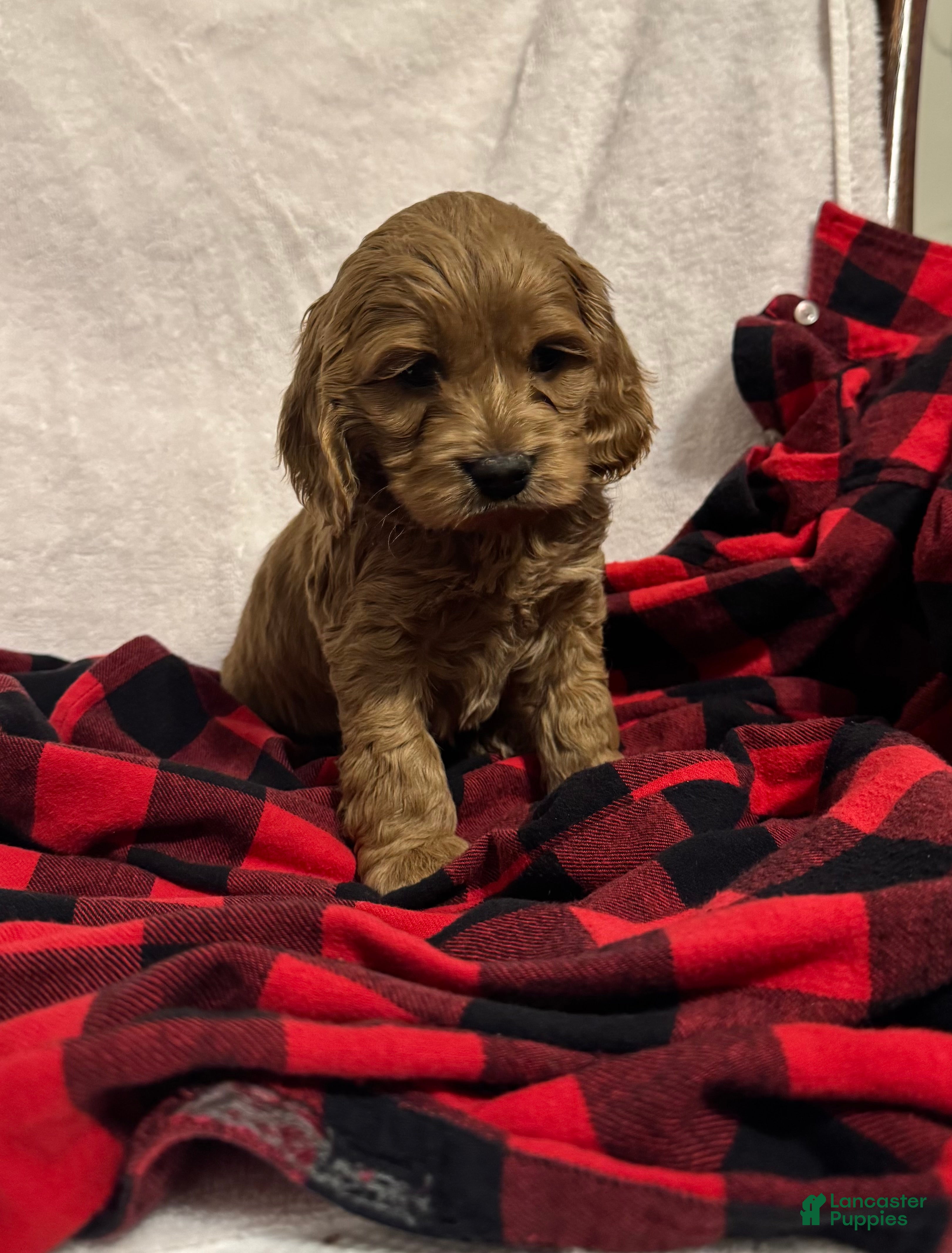 Cockapoo dogs Snowflake  - Ad 38