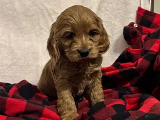 Cockapoo dogs Snowflake - Ad 38