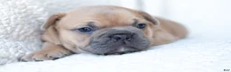 French Bulldog dogs for sale: Pauly AKC - Ad 6