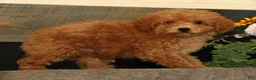 Miniature Poodle dogs for sale: Linda - Ad 4
