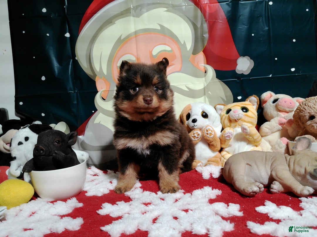 Pomeranian dogs for sale: Pomeranian Puppy 2 - Ad 3