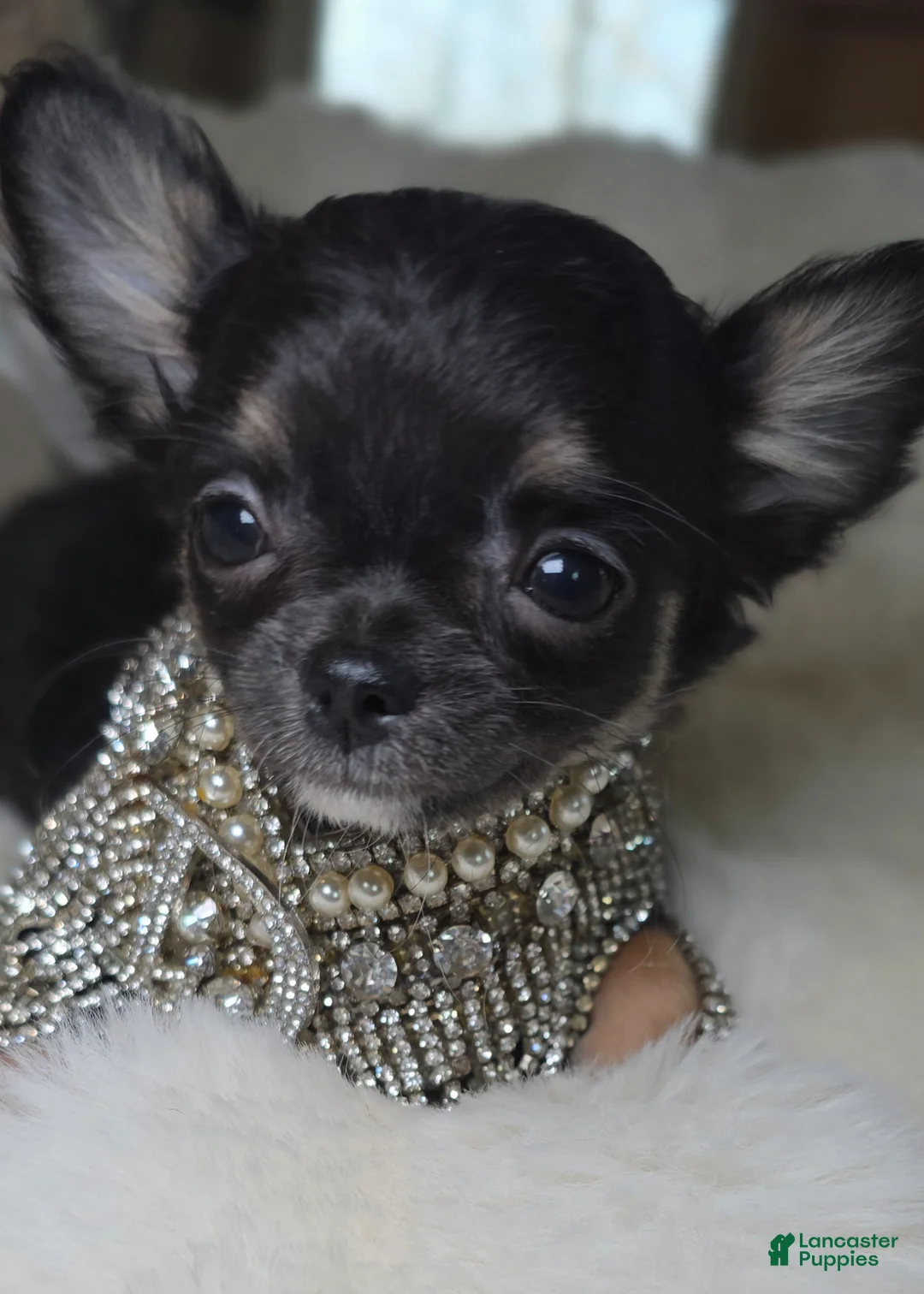 Chihuahua dogs for sale: Tiki - Ad 1