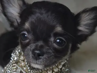 Chihuahua dogs for sale: Tiki - Ad 2