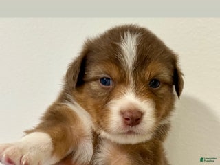 Australian Shepherd dogs - Ad 23