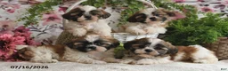 Shih Tzu dogs for sale: Micah - Ad 4