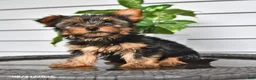 Yorkshire Terrier dogs for sale: Cathy - Ad 1