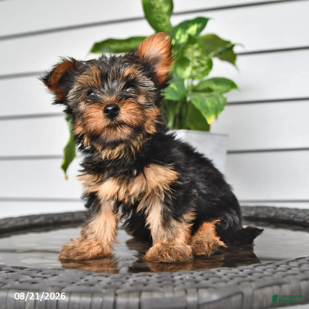 Yorkshire Terrier dogs for sale: Cathy - Ad 1