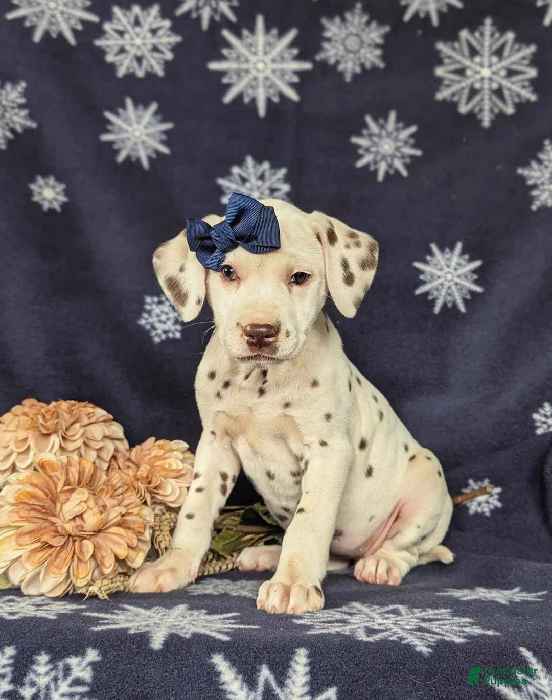 Dalmatian dogs for sale: Lacey Liver spots - Ad 1
