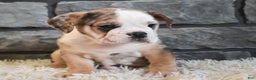 Mixed Breed dogs for sale: Buster  - Ad 5