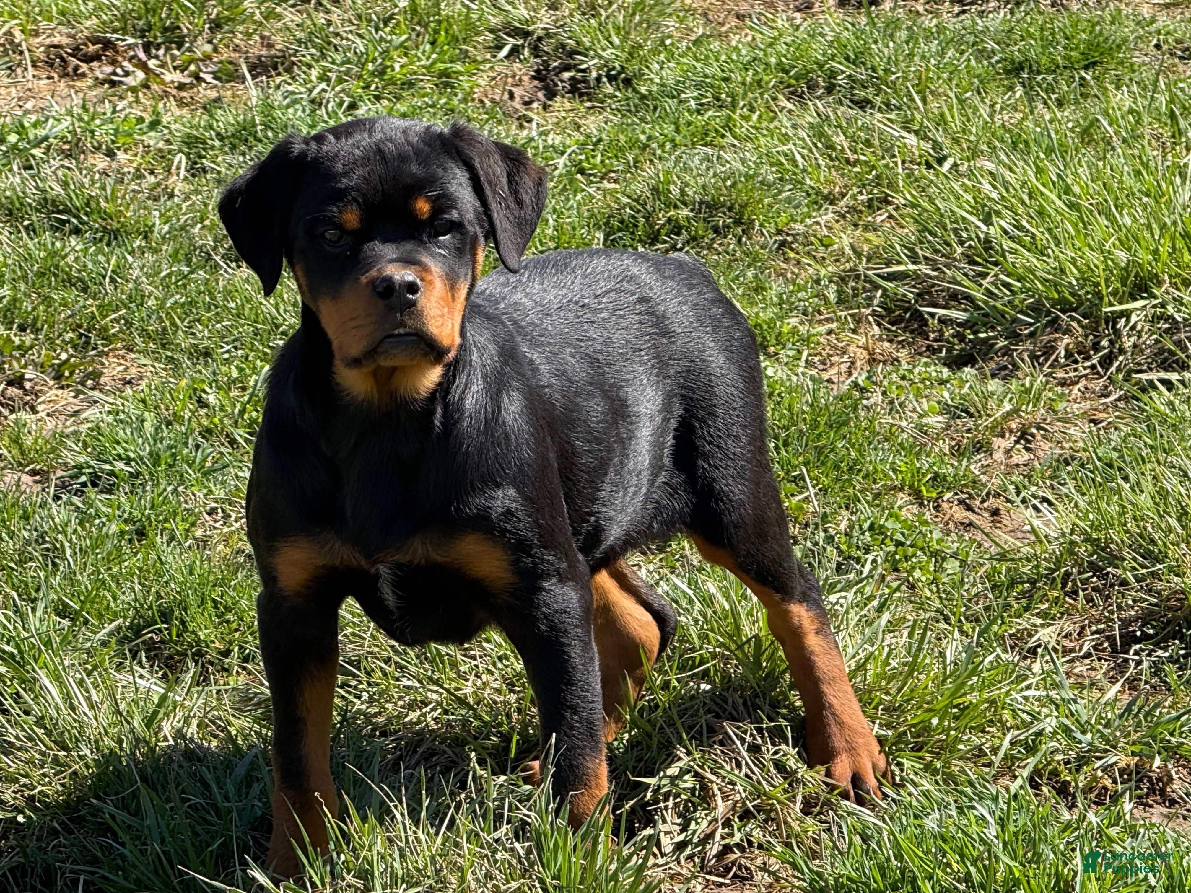 Rottweiler dogs Wanda - Ad 1