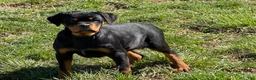 Rottweiler dogs for sale: Wanda - Ad 1