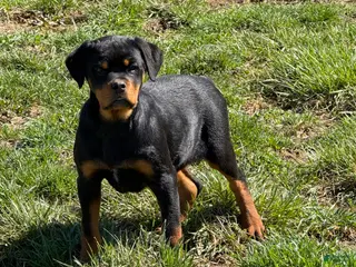 Rottweiler dogs for sale: Wanda - Ad 2