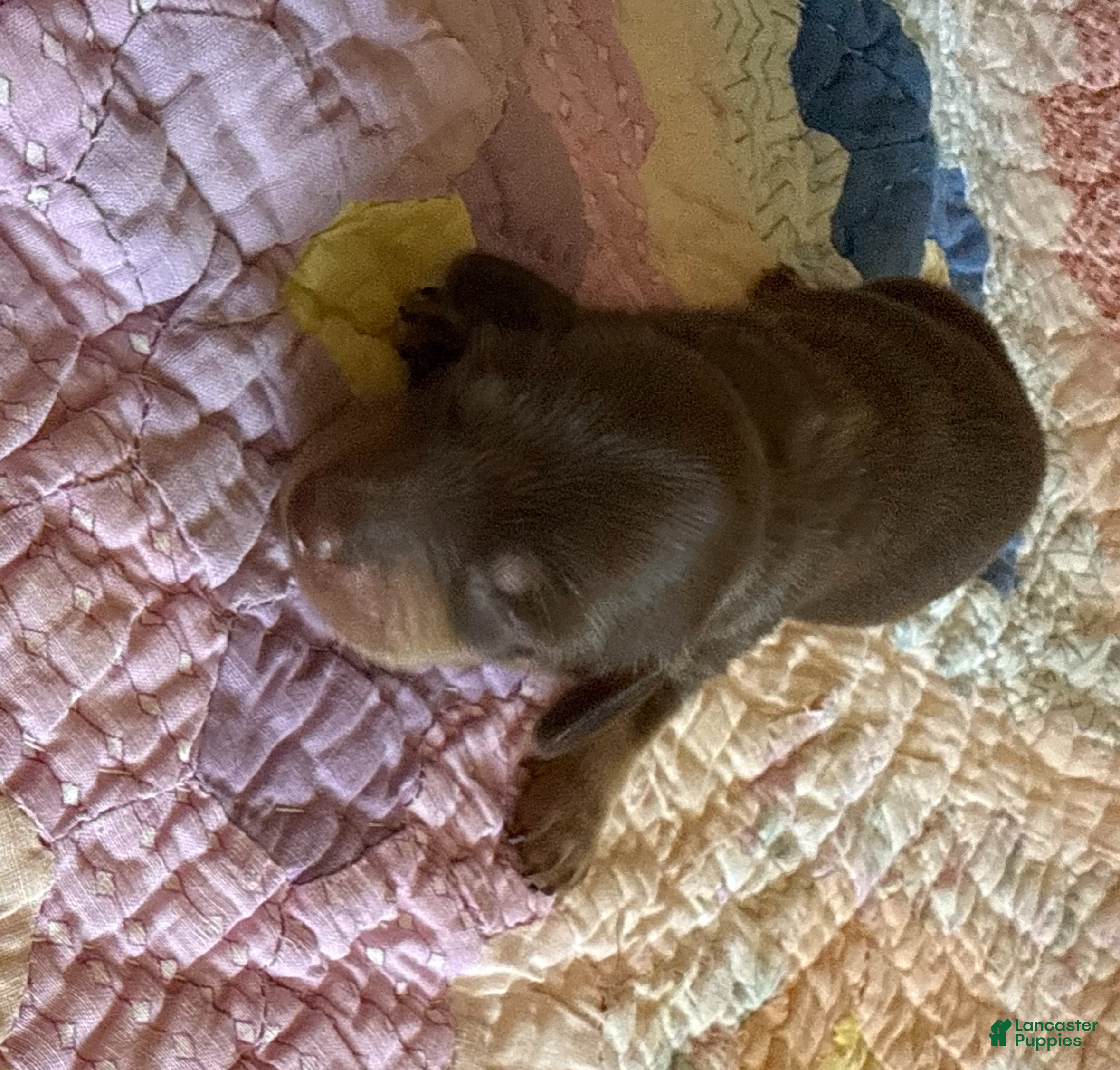 Dachshund dogs Owen - Ad 2