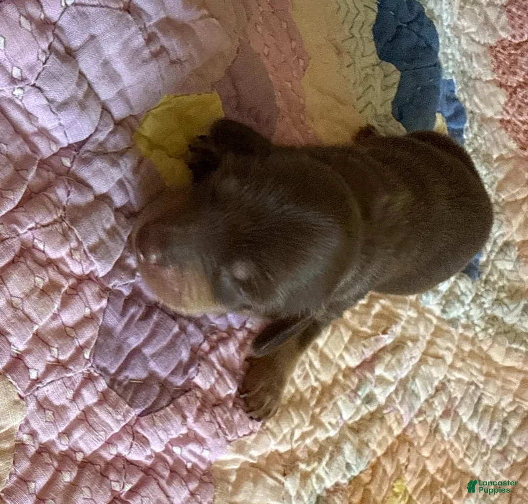 Dachshund dogs for sale: Owen - Ad 2