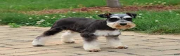 Miniature Schnauzer dogs for sale: Patrick - Ad 6