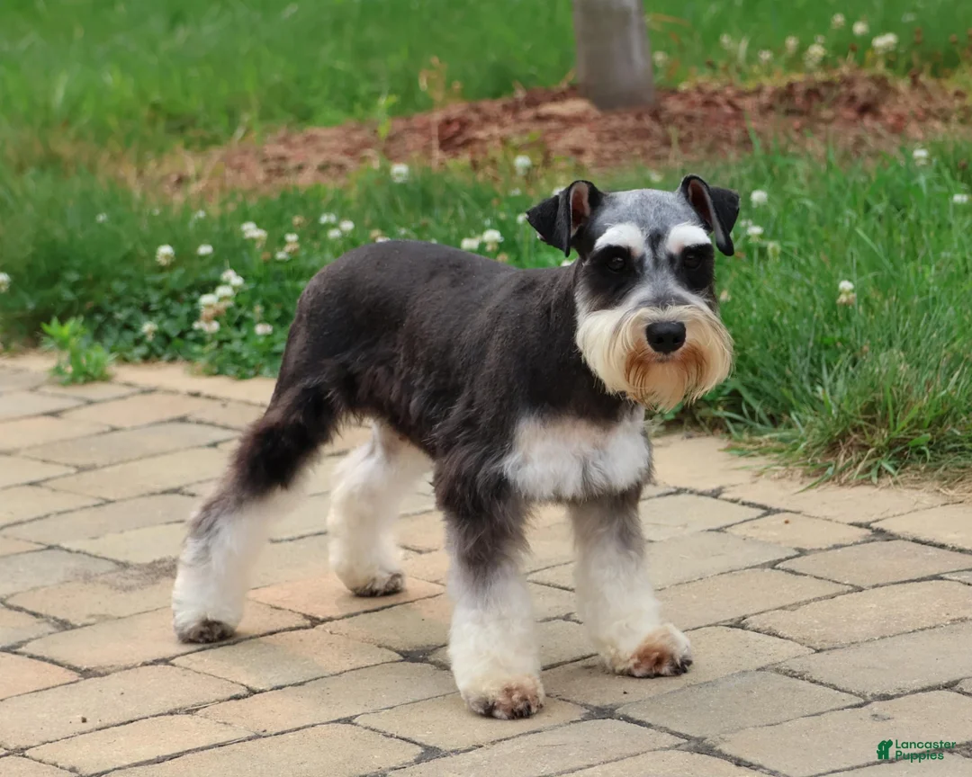 Miniature Schnauzer dogs for sale: Patrick - Ad 6