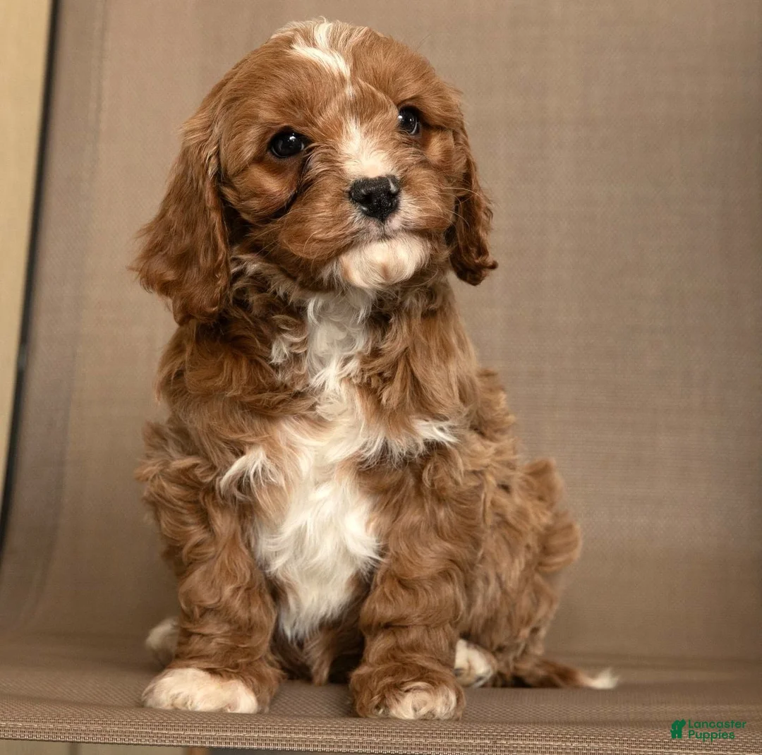 Cavapoo dogs for sale: Max - Ad 4
