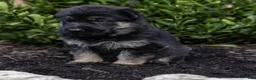 German Shepherd dogs for sale: Grace  - Ad 4
