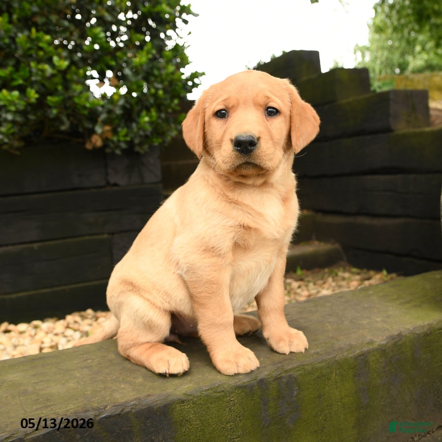 Labrador Retriever dogs for sale: Ruby - Ad 1