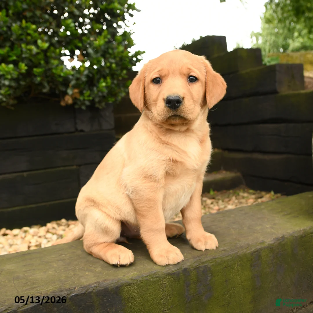 Labrador Retriever dogs for sale: Ruby - Ad 1