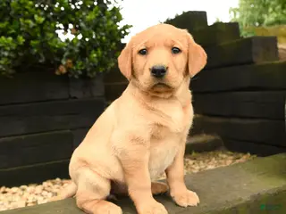 Labrador Retriever dogs for sale: Ruby - Ad 1