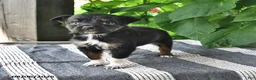 Mixed Breed dogs for sale: Jewel - Ad 2