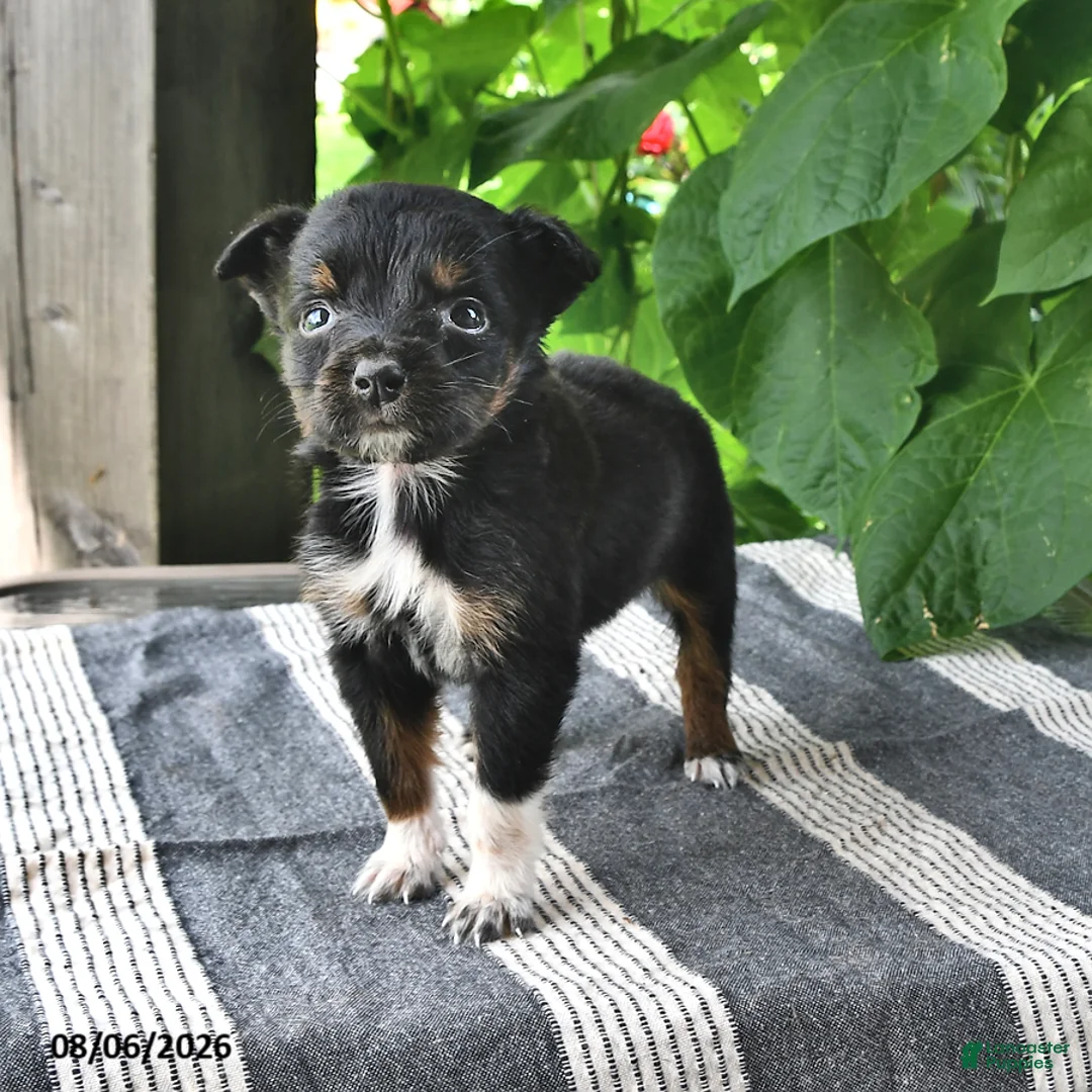 Mixed Breed dogs for sale: Jewel - Ad 2