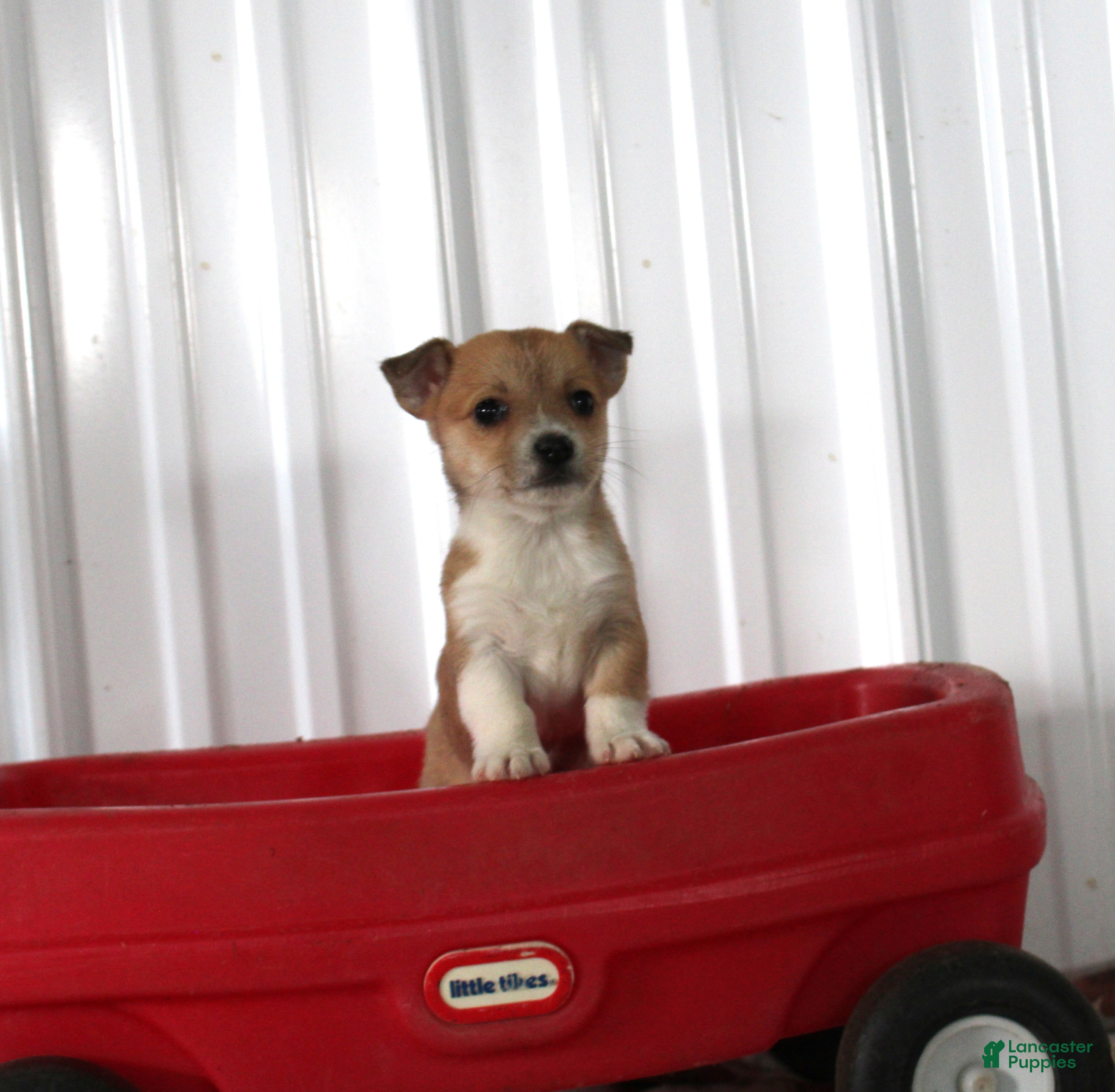Mixed Breed dogs Susie - Ad 20