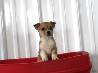 Mixed Breed dogs Susie - Ad 20