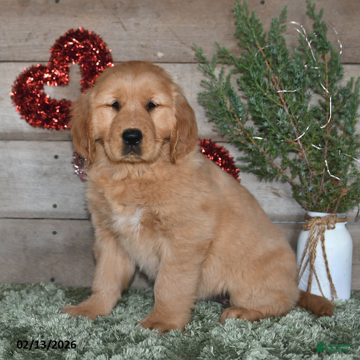 Golden Retriever dogs Amber - Ad 32