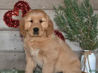 Golden Retriever dogs Amber - Ad 32