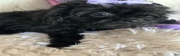 Shihpoo dogs for sale: Shihpoo 3 - Ad 8