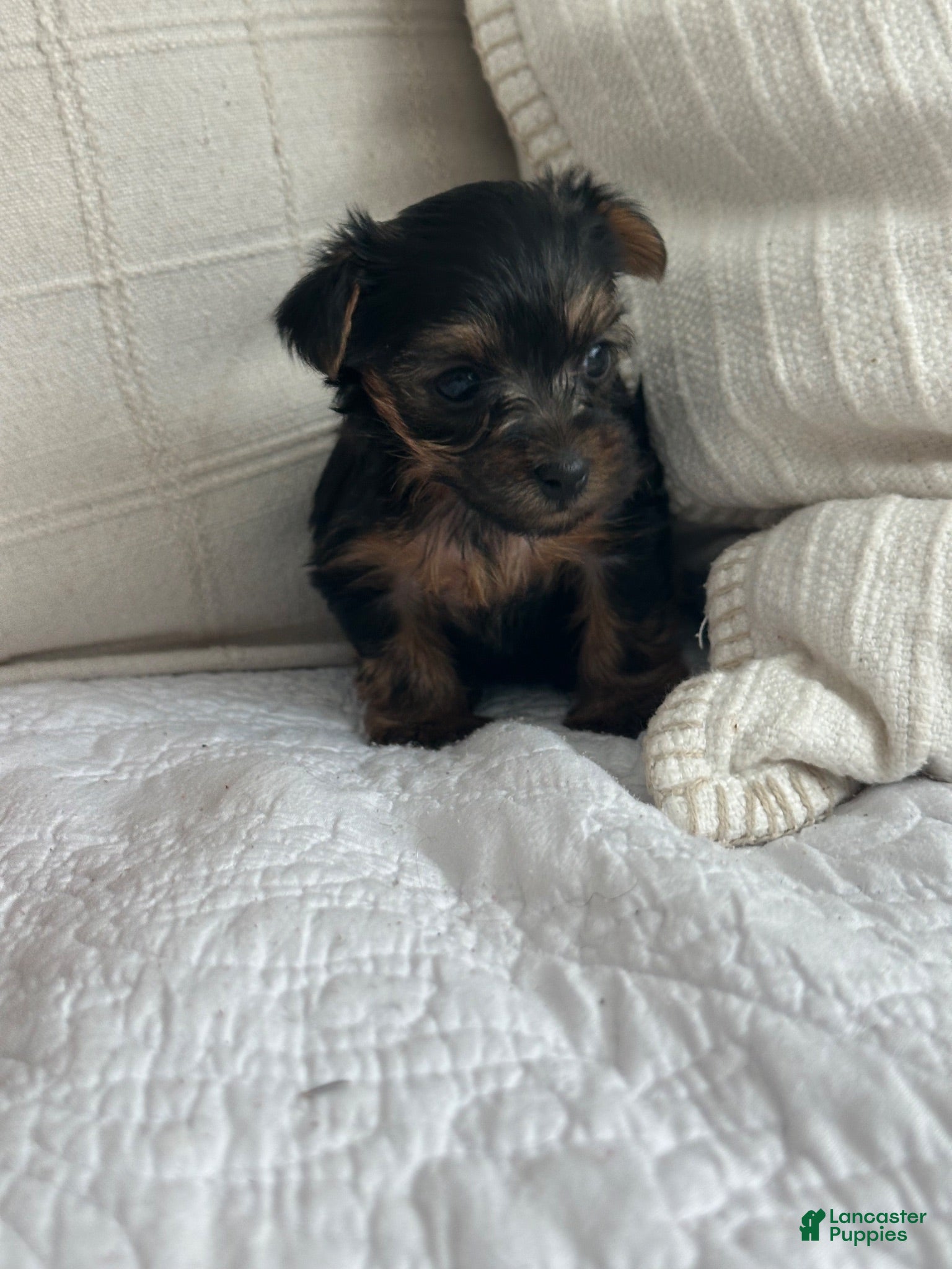 Yorkshire Terrier dogs Yorkshire Terrier female  - Ad 39