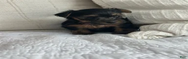 Yorkshire Terrier female 