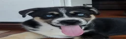Gerberian Shepsky dogs for sale: Button - Ad 2