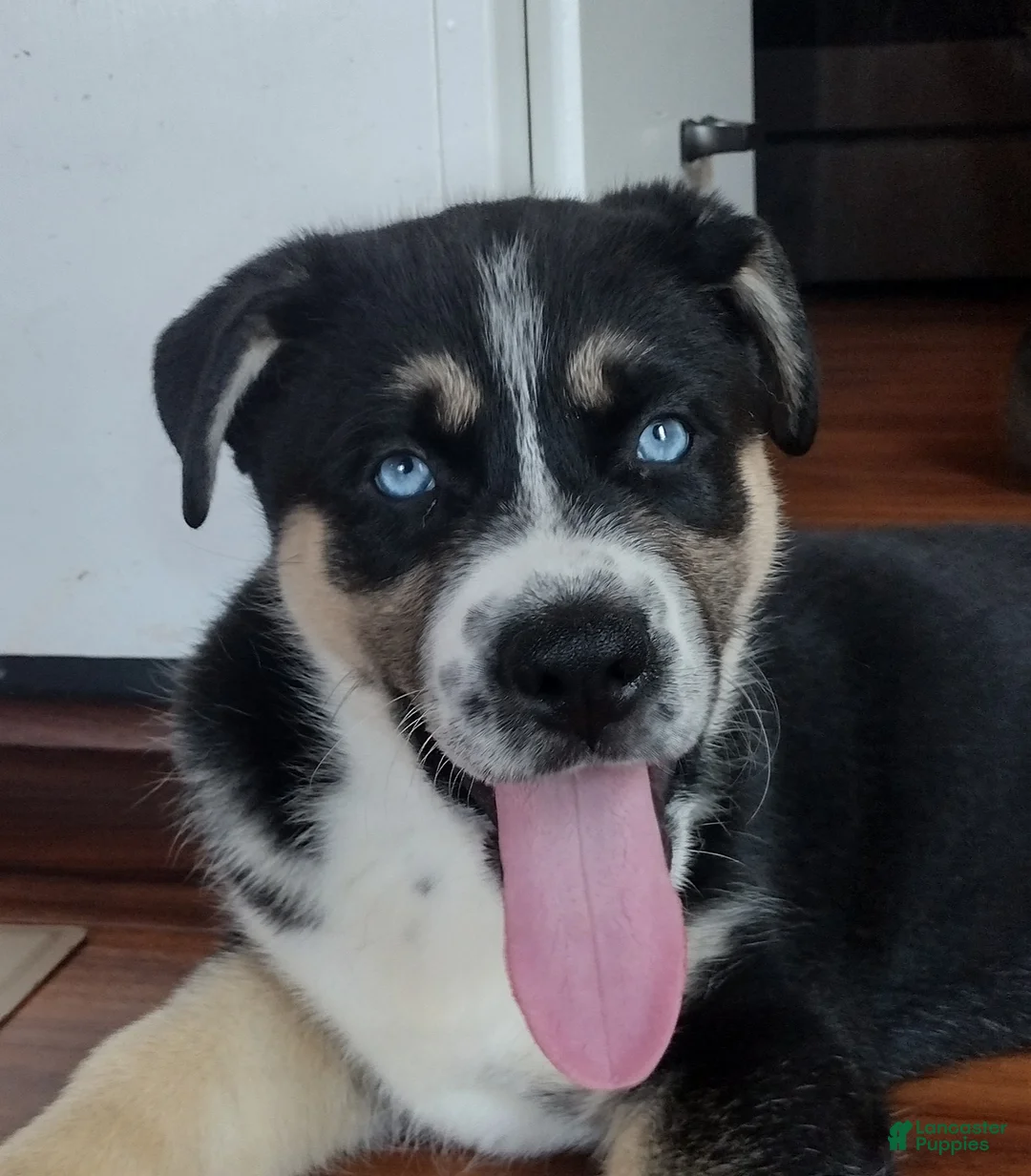 Gerberian Shepsky dogs for sale: Button - Ad 2