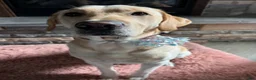 Labrador Retriever dogs for stud: Reed (6y stud) - Ad 9