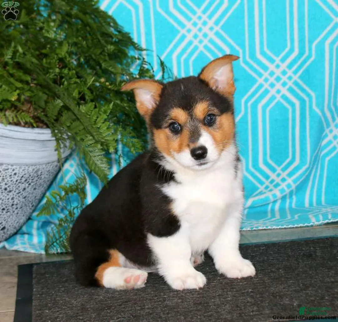 Welsh Corgi Pembroke dogs for sale: Welsh Corgi Pembroke 2 - Ad 2