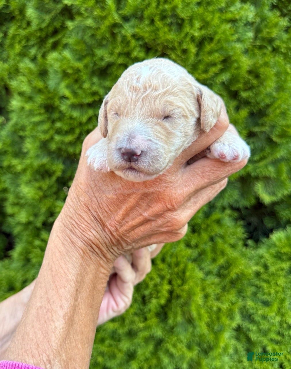 Goldendoodle dogs Dark Pink - Ad 1