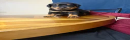 Rottweiler dogs for sale: Rottweiler Puppy 7 - Ad 3