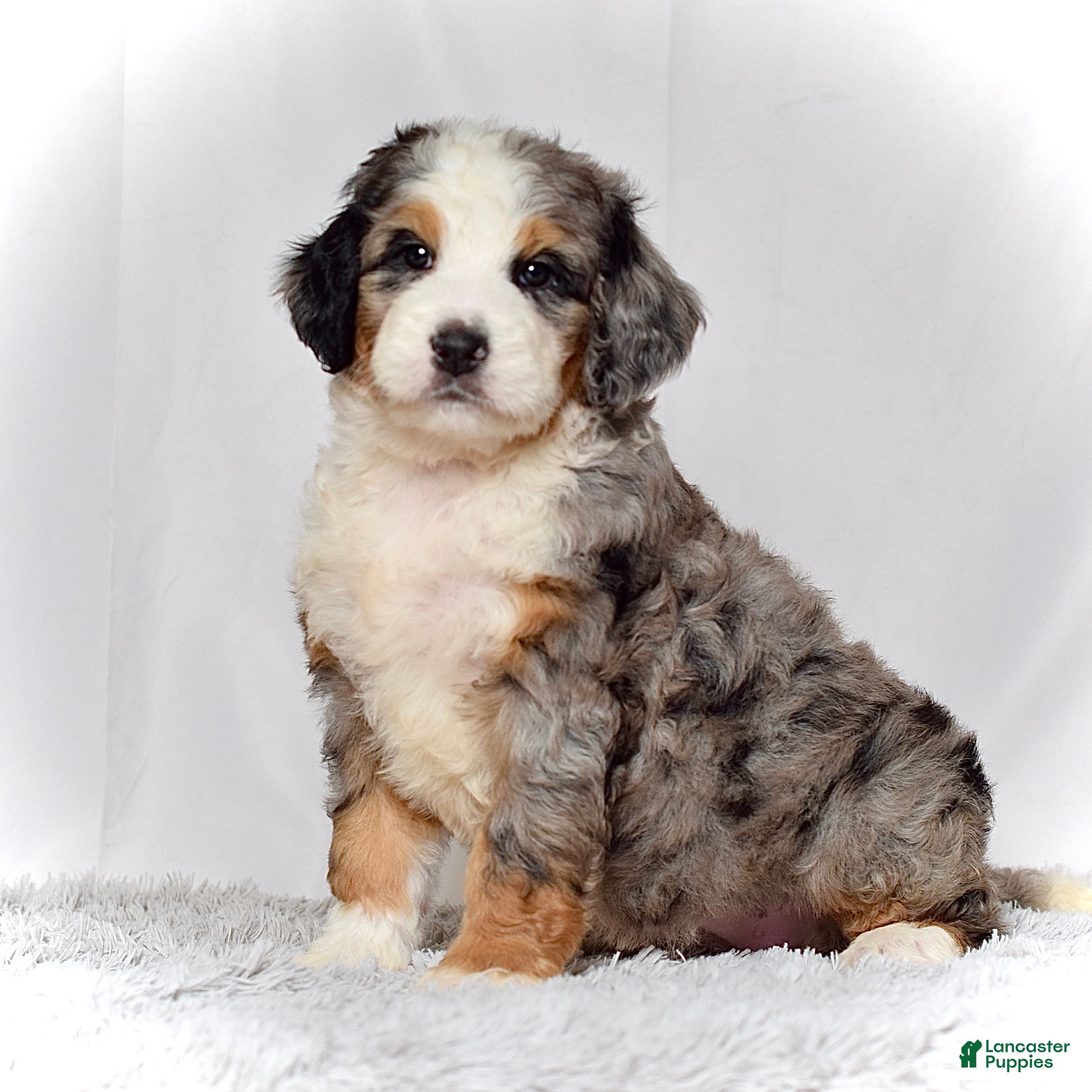 Bernedoodle dogs Ms. Heidi - Ad 4