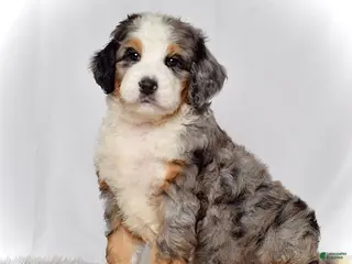 Bernedoodle dogs Ms. Heidi - Ad 41